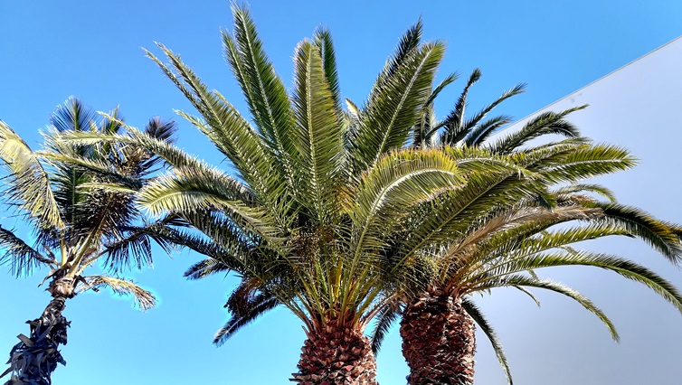 Palmiers d'Arrecife