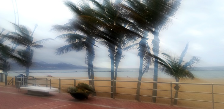 Palmier à la plage, mai 2020