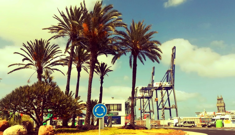 Palmier au port, juin 2020
