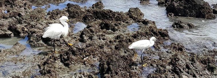 Aigrettes blanches en ballade, mars 2025