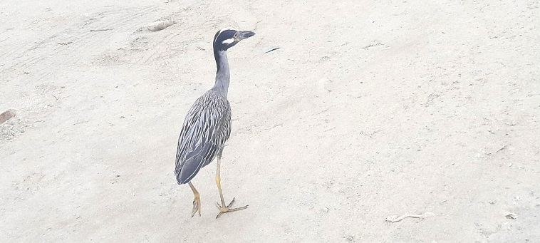 Aigrette grise en explo, avr. 2025