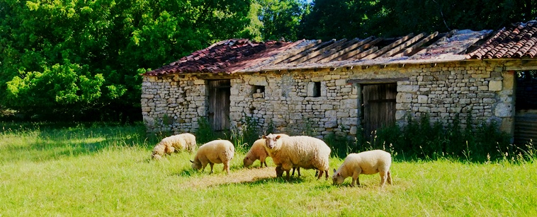 Moutons aux Guérinières, juin 2021