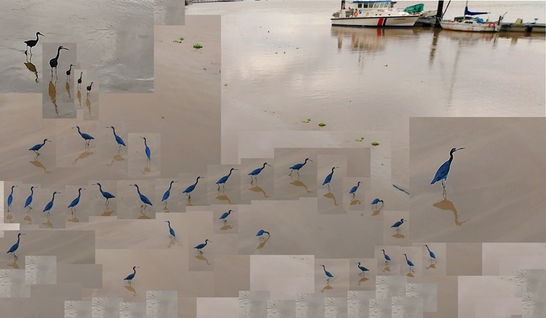 Le long chemin de l'ibis bleu en pêche, janv. 2021
